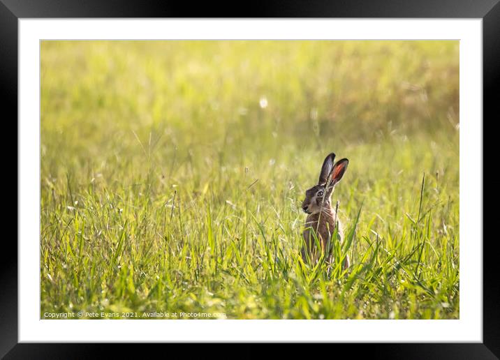 Hare Today Framed Mounted Print by Pete Evans
