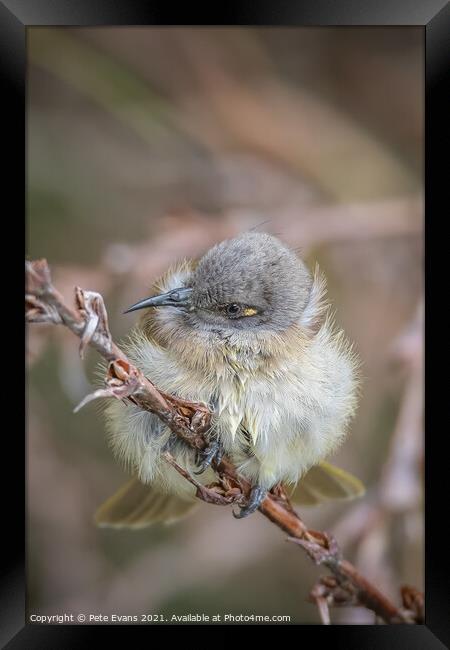 Cute Young Bird Framed Print by Pete Evans