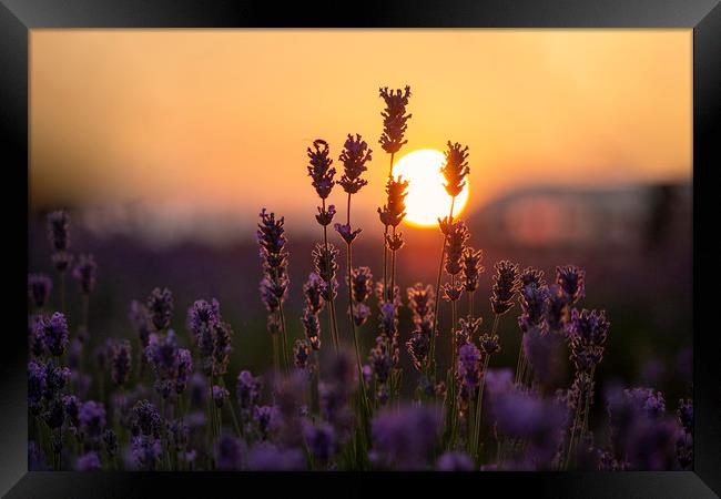 Lavender Fields Framed Print by Judith Oatley