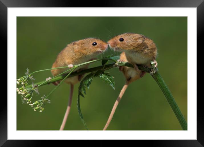 Romance in the fields Framed Mounted Print by Judith Oatley