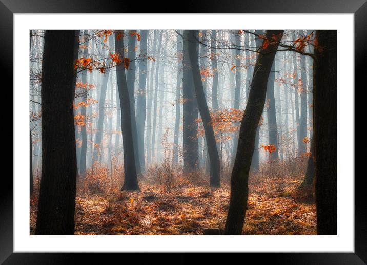 Foggy day in a oak forest Framed Mounted Print by Arpad Radoczy
