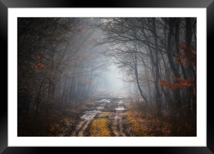 Road in a oak forest Framed Mounted Print by Arpad Radoczy