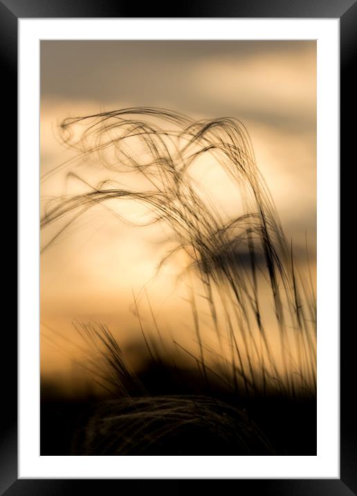 Close up of stipa plant Framed Mounted Print by Arpad Radoczy