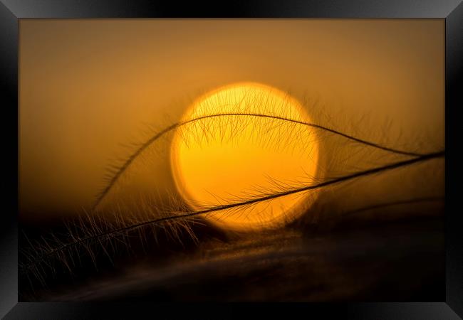 Stipa plant and sun Framed Print by Arpad Radoczy