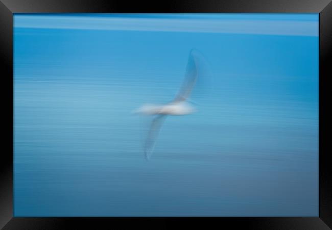 Abstract seagull Framed Print by Arpad Radoczy