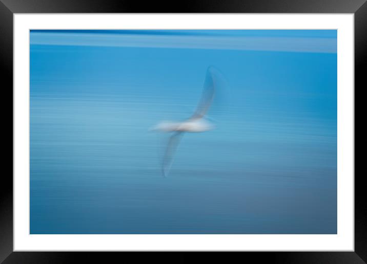 Abstract seagull Framed Mounted Print by Arpad Radoczy