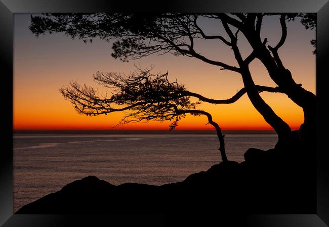 Beautiful sunrise light with pine tree silhouette Framed Print by Arpad Radoczy