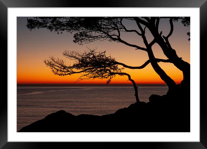 Beautiful sunrise light with pine tree silhouette Framed Mounted Print by Arpad Radoczy