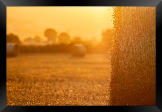 Straw bales in the light of sunset Framed Print by Arpad Radoczy