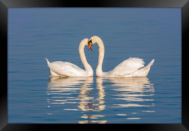 Close up of a swan family at sunset light Framed Print by Arpad Radoczy