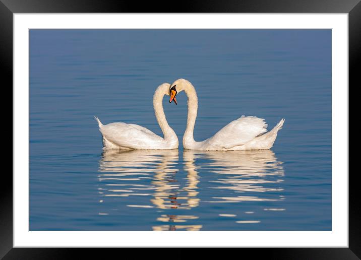 Close up of a swan family at sunset light Framed Mounted Print by Arpad Radoczy