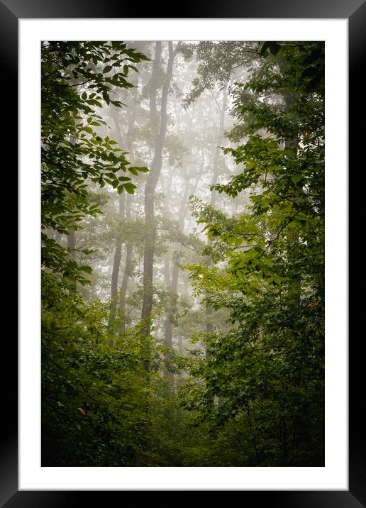 Green oak forest in spring time Framed Mounted Print by Arpad Radoczy