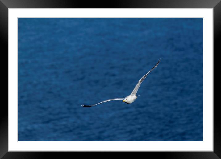 Young seagull flying over the lake Framed Mounted Print by Arpad Radoczy