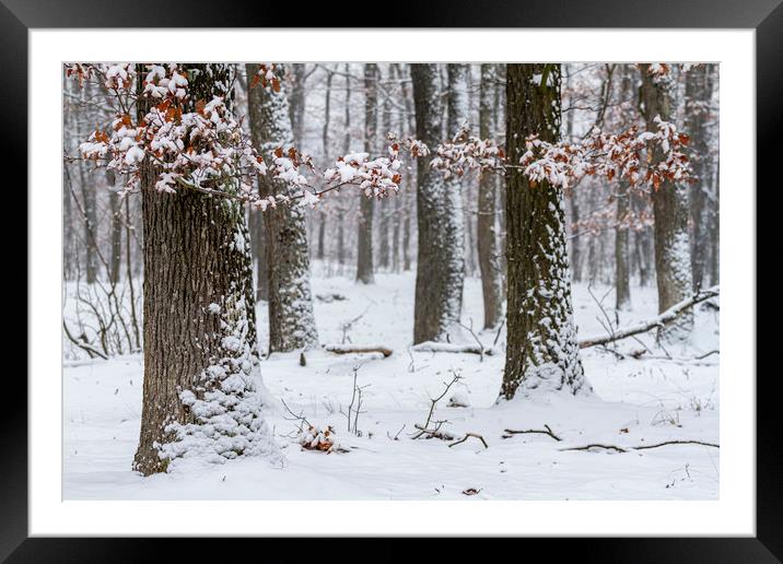 Snowy winter forest Framed Mounted Print by Arpad Radoczy