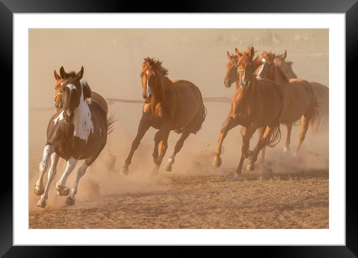 Nice herd gallops in the dust Framed Mounted Print by Arpad Radoczy