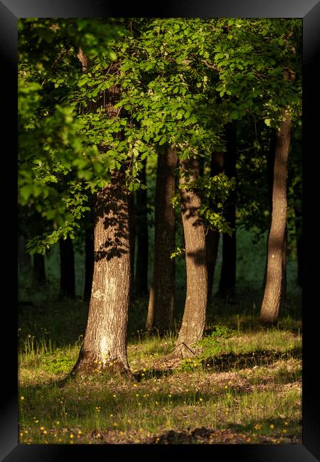 Nice oak forest detail with sunset light Framed Print by Arpad Radoczy