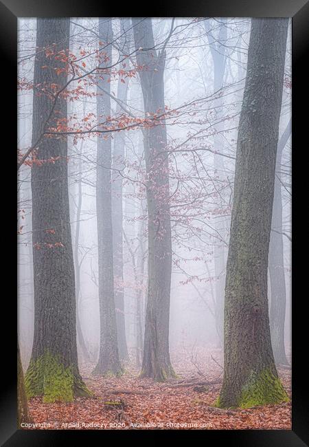 Foggy day in a oak forest in autumn time in Hungary Framed Print by Arpad Radoczy