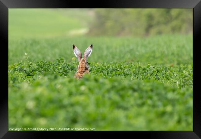 Wild European Hare ( Lepus Europaeus ) Framed Print by Arpad Radoczy