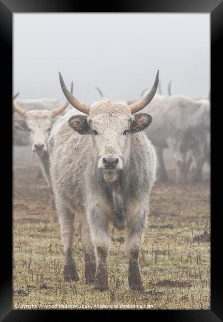 Hungarian Grey cattle front view in the camera Framed Print by Arpad Radoczy