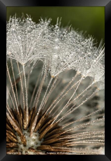 Close-up of dandelion (goatsbeard) with water drops Framed Print by Arpad Radoczy