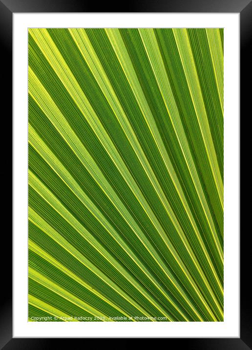 Beautiful detail from a big palm leaf Framed Mounted Print by Arpad Radoczy
