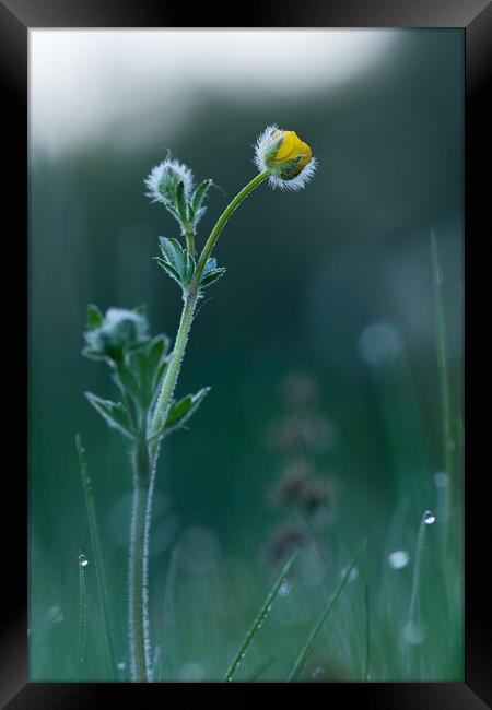 Hoarfrost on the hairy wildflower at the morning in springtime Framed Print by Arpad Radoczy
