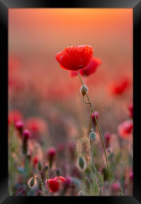 Close up photo from poppy flowers in sunset backlit Framed Print by Arpad Radoczy