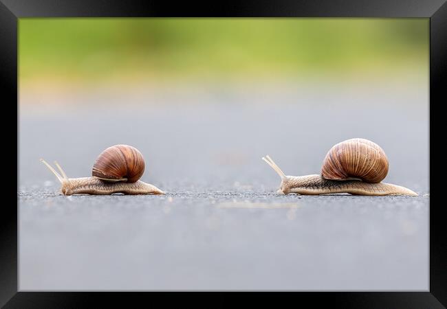 Two Burgundy snails (Helix pomatia) closeup Framed Print by Arpad Radoczy
