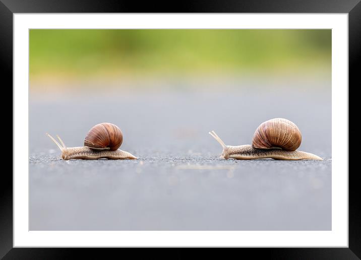 Two Burgundy snails (Helix pomatia) closeup Framed Mounted Print by Arpad Radoczy