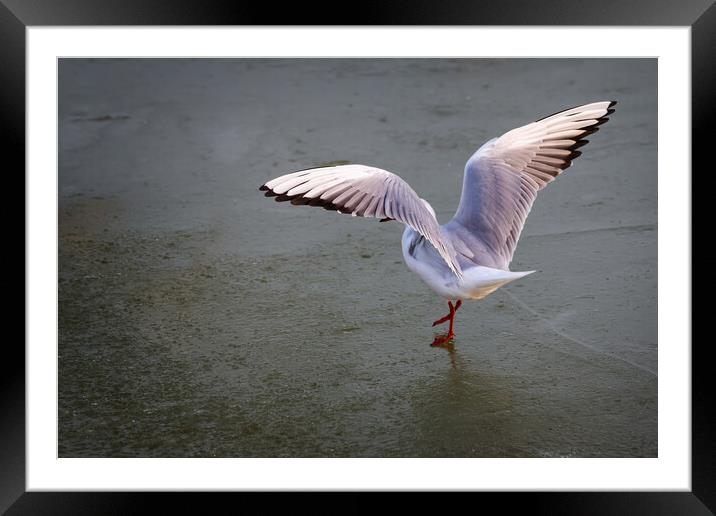 Seagull dancing on the ice in winter Framed Mounted Print by Arpad Radoczy
