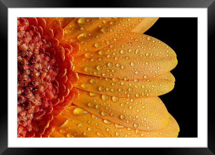 Beautiful yellow ,red gerbera on black background Framed Mounted Print by Arpad Radoczy