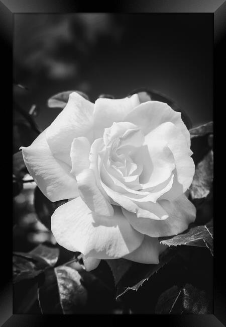 Close up of a yellow rose in black and white Framed Print by Arpad Radoczy