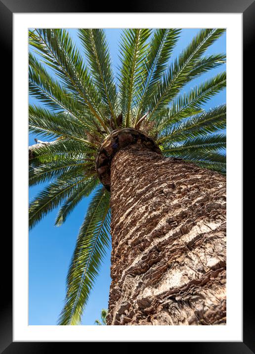 Palm tree from below  Framed Mounted Print by Arpad Radoczy