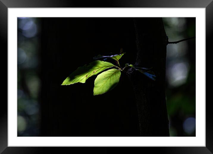 Close up of green beech leaves Framed Mounted Print by Arpad Radoczy