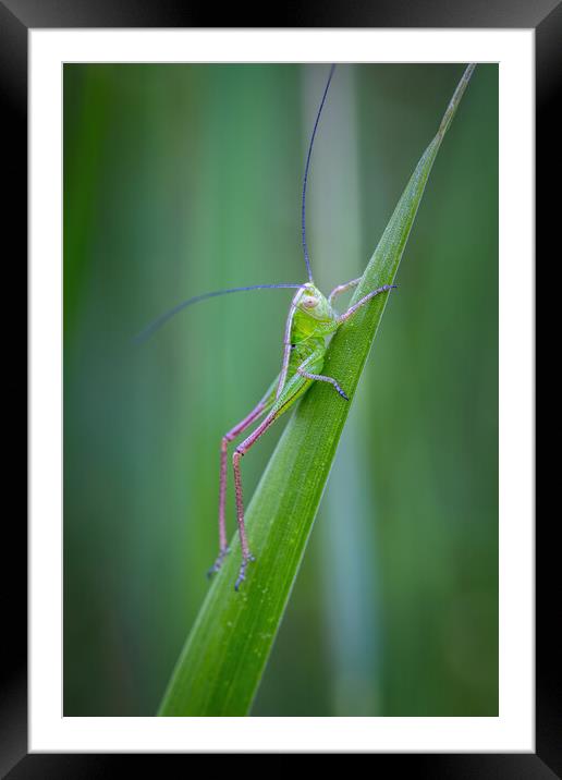 Small green grasshopper on the grass Framed Mounted Print by Arpad Radoczy