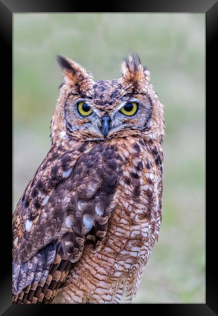 Closeup of Long-eared owl Framed Print by Arpad Radoczy