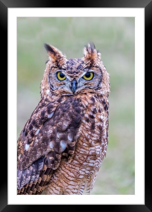 Closeup of Long-eared owl Framed Mounted Print by Arpad Radoczy