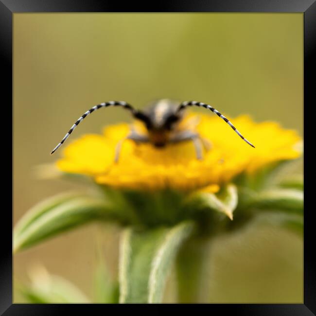Close-up picture from small longhorn beetle on the yellow flower Framed Print by Arpad Radoczy