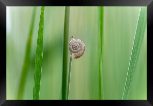 Still life image of a small snail on a blade of gr Framed Print by Arpad Radoczy