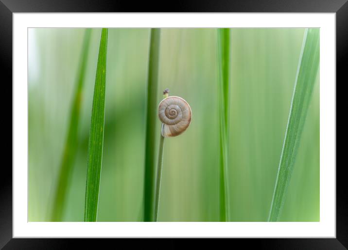Still life image of a small snail on a blade of gr Framed Mounted Print by Arpad Radoczy