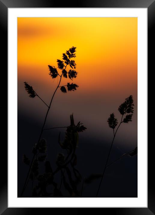 Grass landscape in the wonderful sunset light Framed Mounted Print by Arpad Radoczy