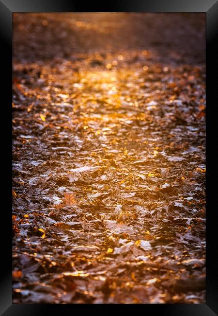 Beautiful sunset light illuminated oak leaves in autumn time. Framed Print by Arpad Radoczy