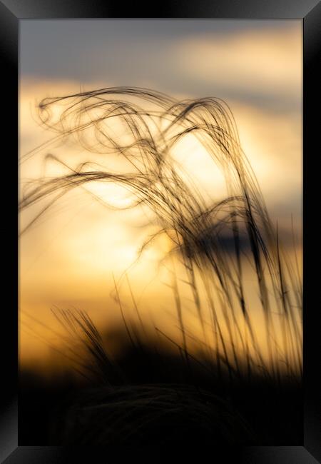 Stipa plant in the sunset light Framed Print by Arpad Radoczy
