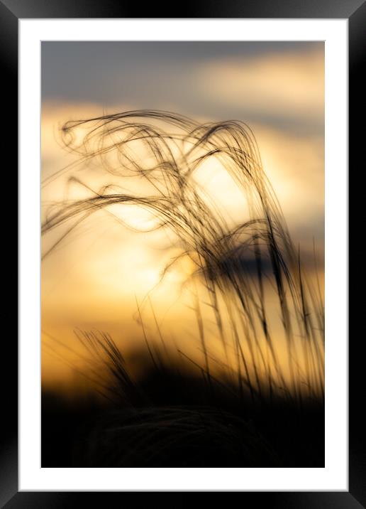 Stipa plant in the sunset light Framed Mounted Print by Arpad Radoczy