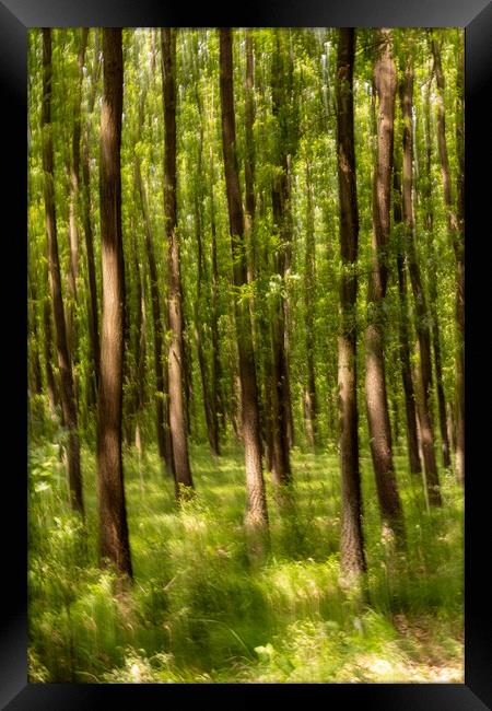 Blurred forest Framed Print by Arpad Radoczy