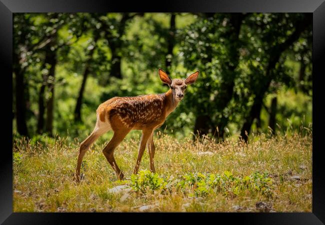 Young fawn in the forest Framed Print by Arpad Radoczy