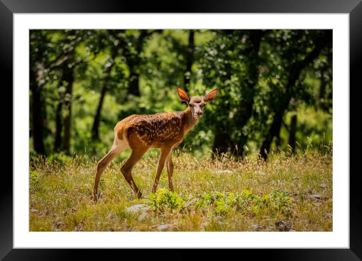 Young fawn in the forest Framed Mounted Print by Arpad Radoczy