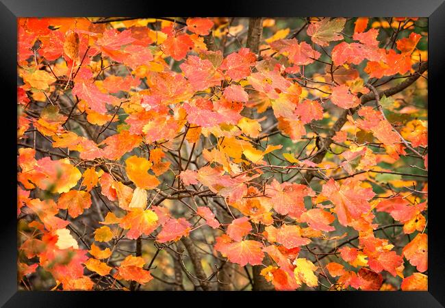 Autumn color leaves Framed Print by Arpad Radoczy