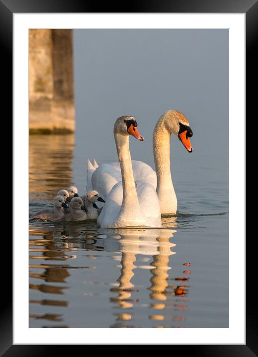 Swan family Framed Mounted Print by Arpad Radoczy