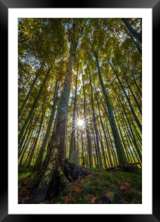 Nice sycamore trees from bottom view in a sunny day in Spain Framed Mounted Print by Arpad Radoczy